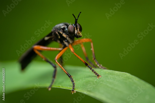 Robber fly (Asilidae) sitting on a blade of grass. Black fly with orange legs in its habitat. Insect detailed portrait with soft green background. Wildlife scene from nature. Czech Republic