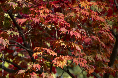 Close-up of graceful red leaves of Japanese Maple  Acer palmatum Atropurpureum tree in a park of geneva  Switzerland