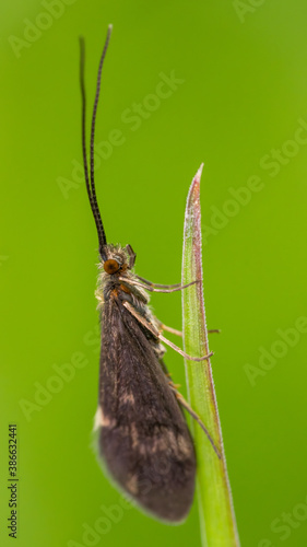 Caddisfly (Trichoptera) sitting on a blade of grass. Dark blue moth in its habitat. Insect detailed portrait with soft green background. Wildlife scene from nature. Czech Republic