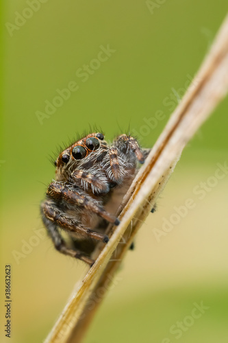 Jumping spider (Salticidae) sitting on a blade of grass. Cute small brown spider in its habitat. Insect detailed portrait with soft green background. Wildlife scene from nature. Czech Republic