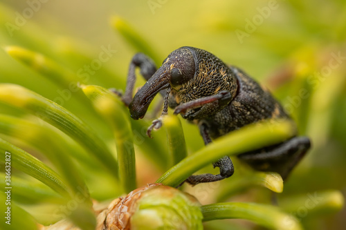 Large pine weevil (Hylobius abietis) sitting on a pine. Cool black and yellow insect with a giant nose, bug portrait with soft green background. Wildlife scene from nature. Czech republic photo