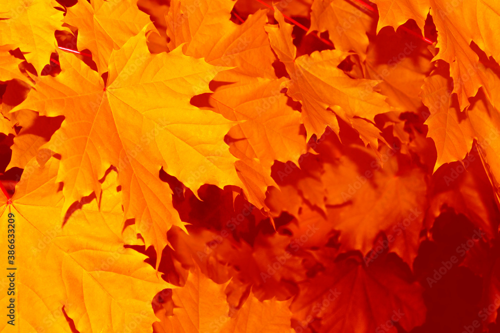 Fototapeta premium autumn landscape with bright colorful foliage. Indian summer.