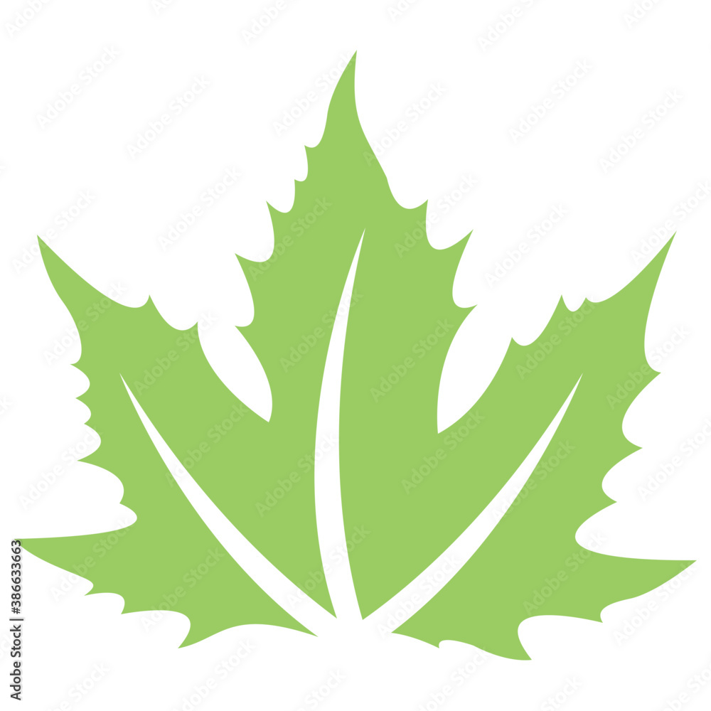 Leaf structure life maple showcasing sycamore lead
Leaf structure life maple showcasing sycamore lead