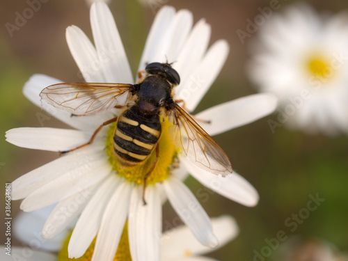 hoverfly on daisy close up © Maslov Dmitry