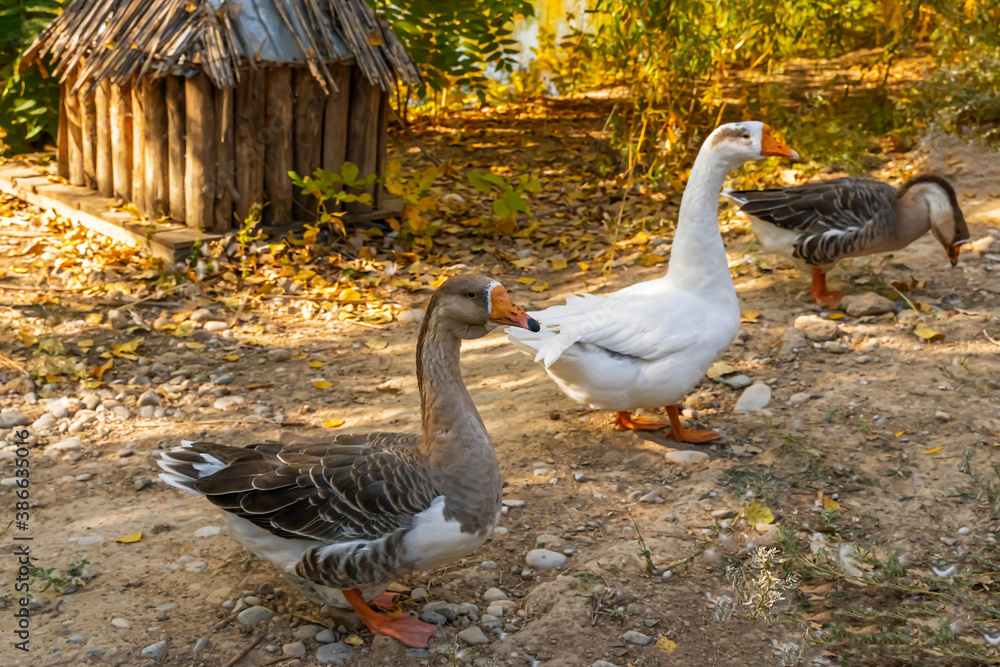 Duck Sanctuary Near Me Discovering Haven for Our Feathered Friends