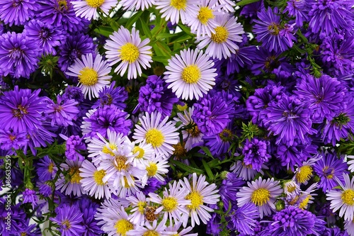 Bouquet of small asters of lilac and dark purple color  background