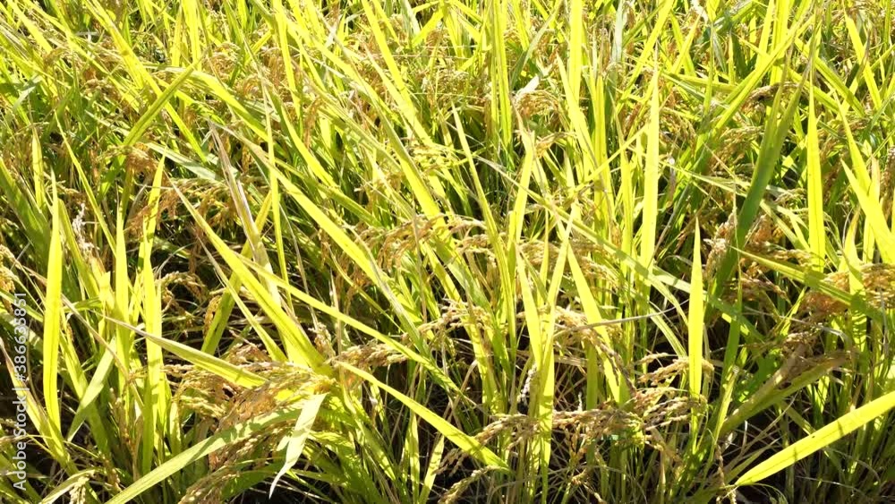 벼(쌀,rice) 벼(쌀,rice)
