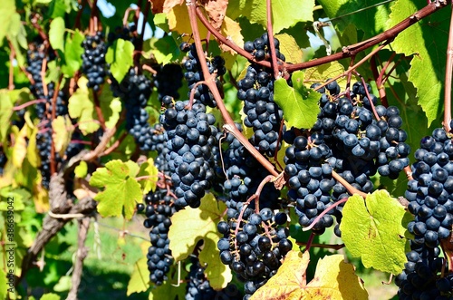 Wine grapes on vine in vineyard