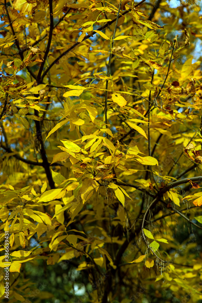 yellow leaves in autumn