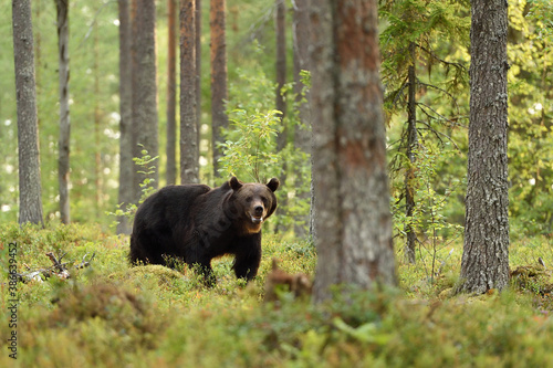 Wallpaper Mural brown bear in the forest scenery Torontodigital.ca