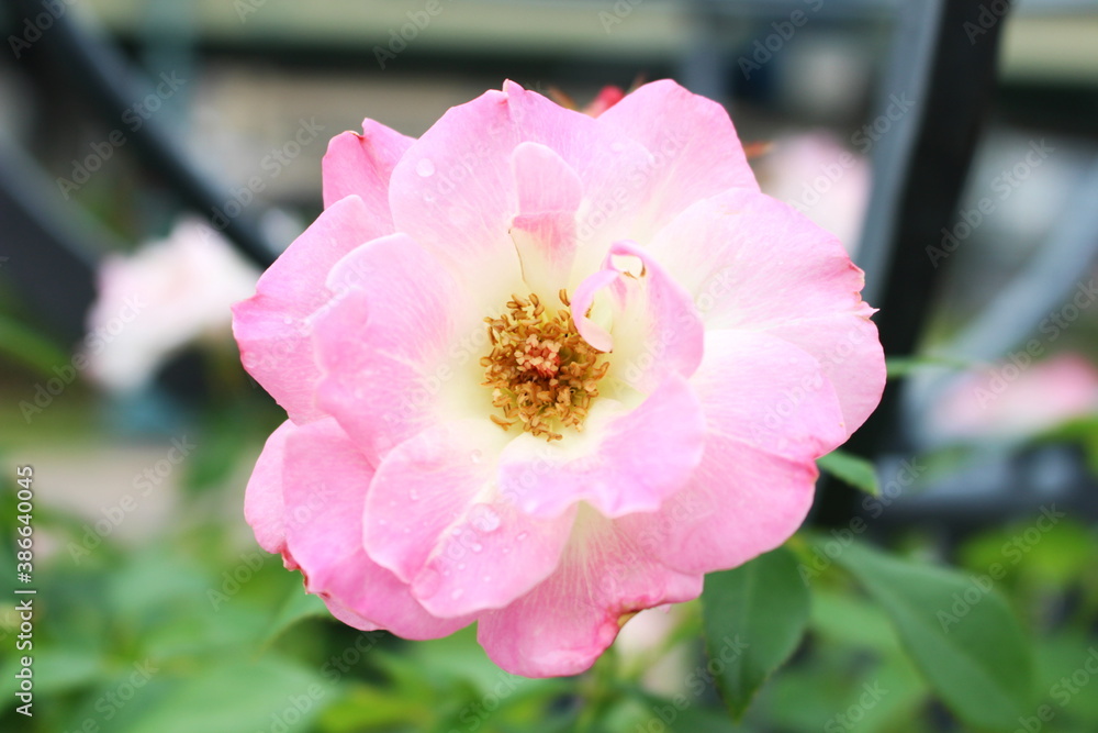 Fototapeta premium 可憐に咲く一輪の薔薇