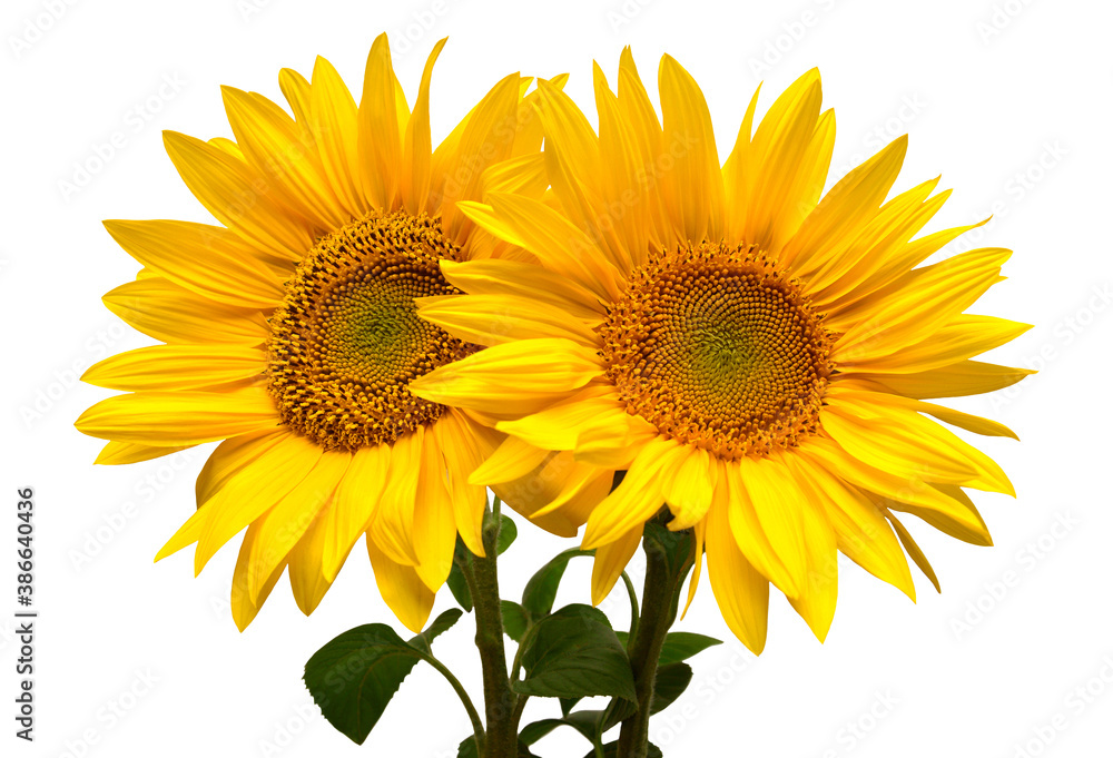 Obraz premium Sunflowers bouquet isolated on white background. Sun symbol. Flowers yellow, agriculture. Seeds and oil. Flat lay, top view. Bio. Eco. Creative