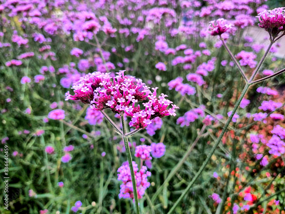 Fototapeta premium flowers in the garden