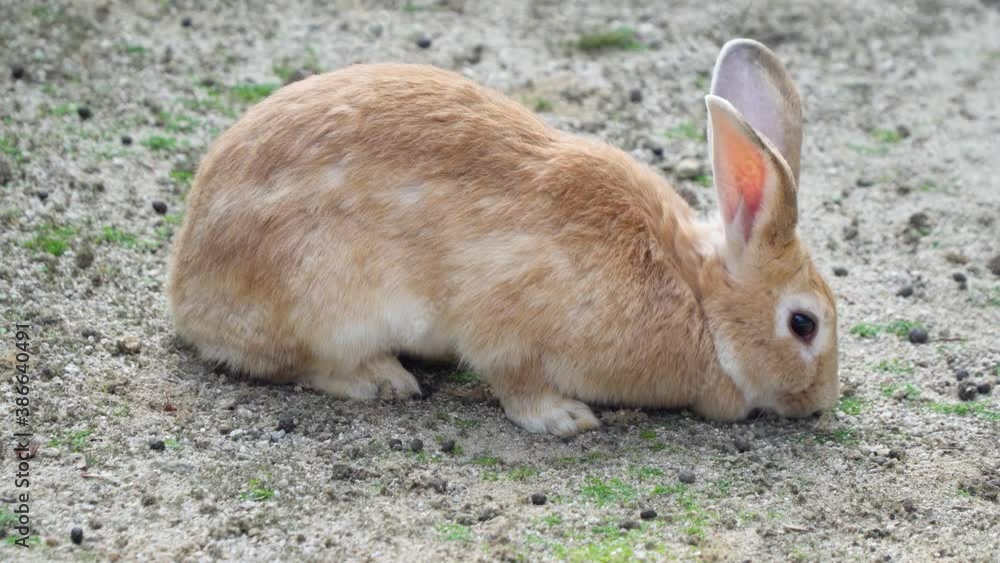 European Rabbit Sniffing Food On The Ground With Poop At The Seoul Grand Park Children Zoo In South Korea. - close up shot European Rabbit Sniffing Food On The Ground With Poop At The Seoul Grand Park Children Zoo In South Korea. - close up shot