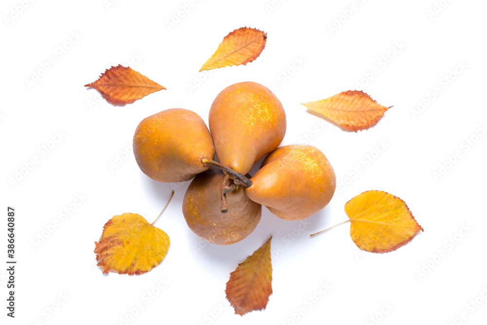 Pears and fallen leaves Pears and fallen leaves
