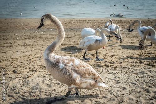 dzikie młode łabędzie na plaży Sopocie, Polska 