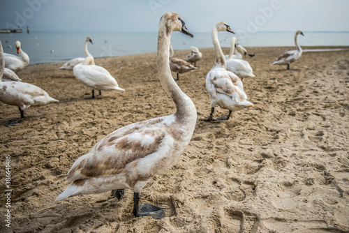 dzikie młode łabędzie na plaży Sopocie, Polska