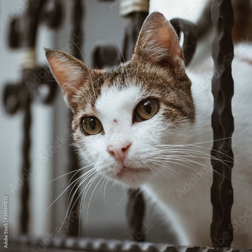 Fototapeta Naklejka Na Ścianę i Meble -  Street Cats