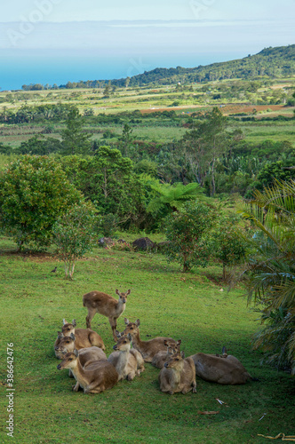 bambi e daini in branco sul prato, nei giardini di Bois Cheri Tea Factory in Mauritius - foresta e palme nello sfondo