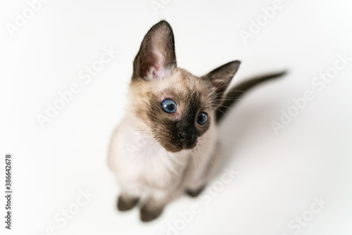Top view face of purebred Thai Siamese cat with blue eyes sitting on white background. Close up Cute eight weeks young Siamese kitten. Concepts of pets play hiding © CupOfSpring