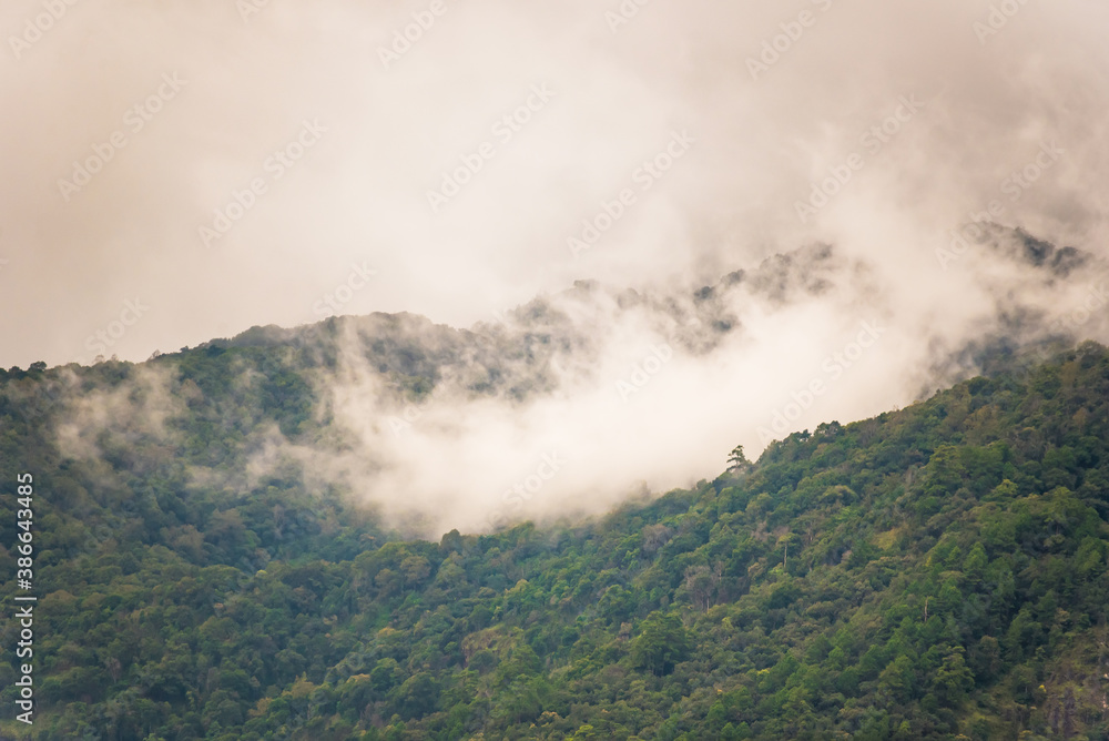 Foggy in tropical forest on hill