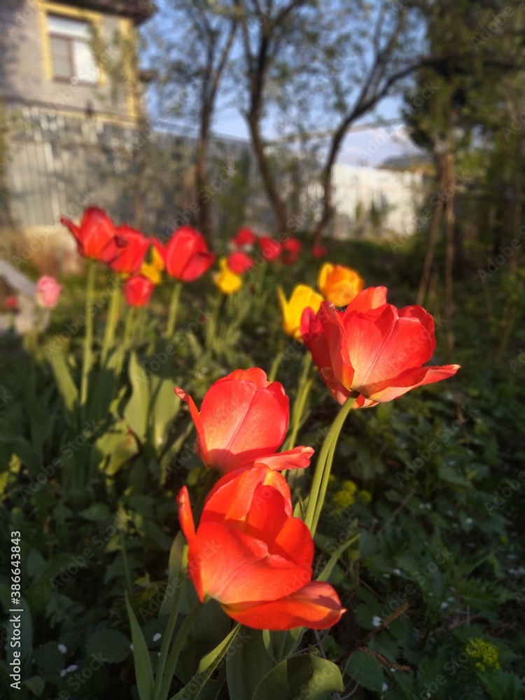 red tulips in the garden red tulips in the garden