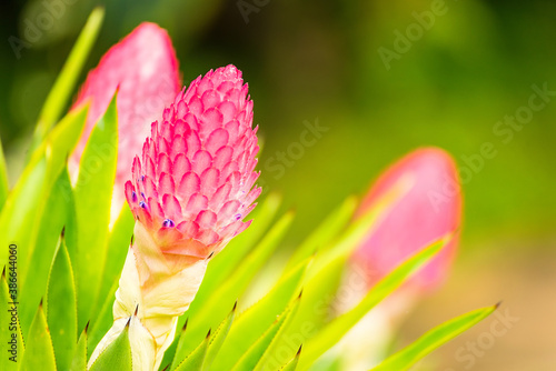 pink sugar bush protea flower, close up with leaves and other flowers in background. photo