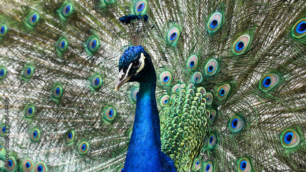 Obraz premium close up of peacock head with tail feathers in background