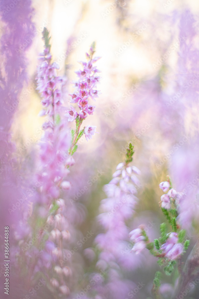 Naklejka premium Common heather, Calluna...the end of summer