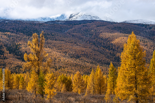 panoramic view of picturesque huge mountains with autumn forest 