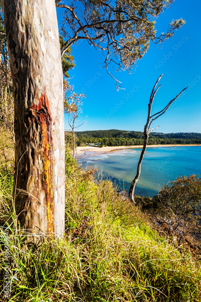 Trees overlooking Umina Beach on NSW Central Coast