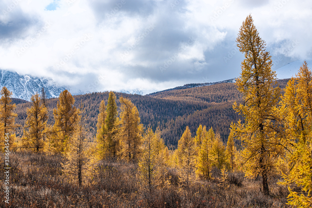 panoramic view of picturesque huge mountains with autumn forest