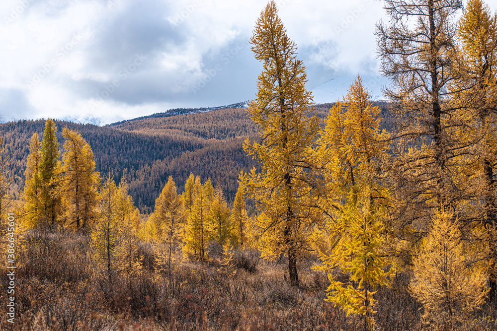 Fototapeta premium panoramic view of picturesque snowy mountains tops