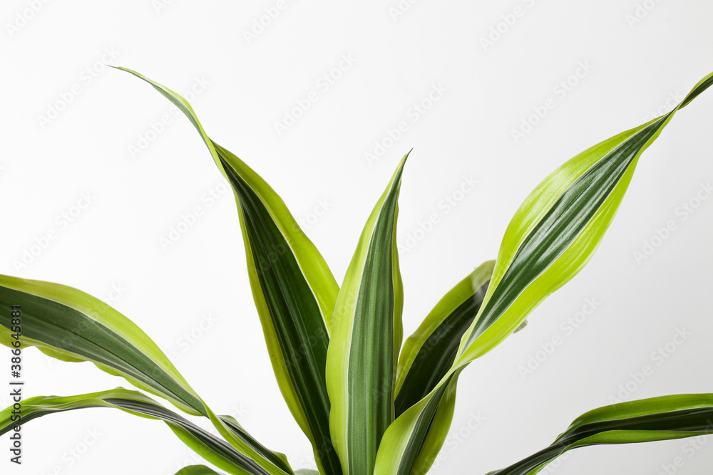 Fototapeta premium Creative nature background.Fresh green leaves with light on white background.