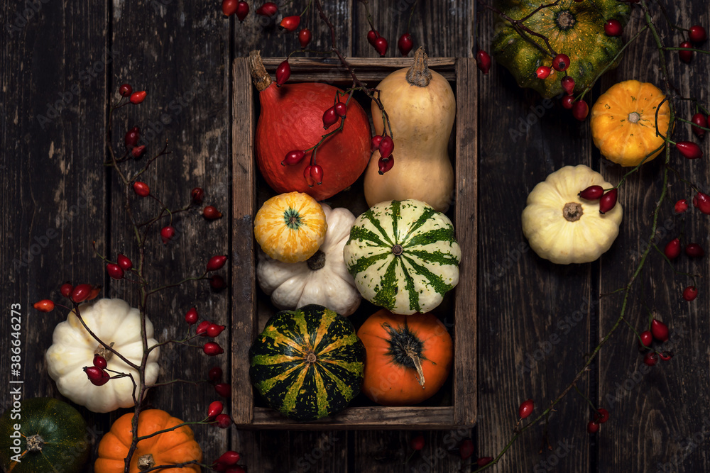 Top wie of a wooden box with different varieties of pumpkins and squashes on a dark rustic background. Thanksgiving Day. - obrazy, fototapety, plakaty 