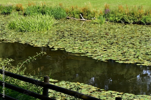 Fotografia Water-lilies on the River Avon, Warwick Castle, Warwick, England, UK