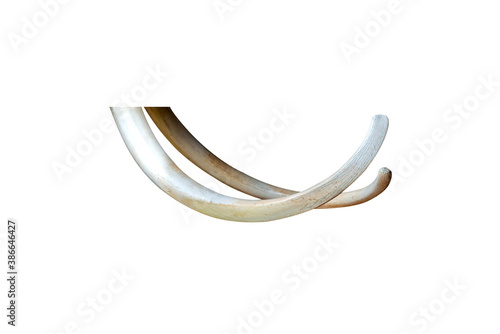 Old Twin big ivory tusks isolated on white background