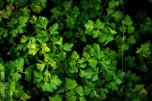 parsley at garden in the foreground