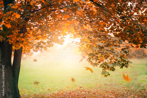 Fotografie, Obraz Autumn nature landscape photography