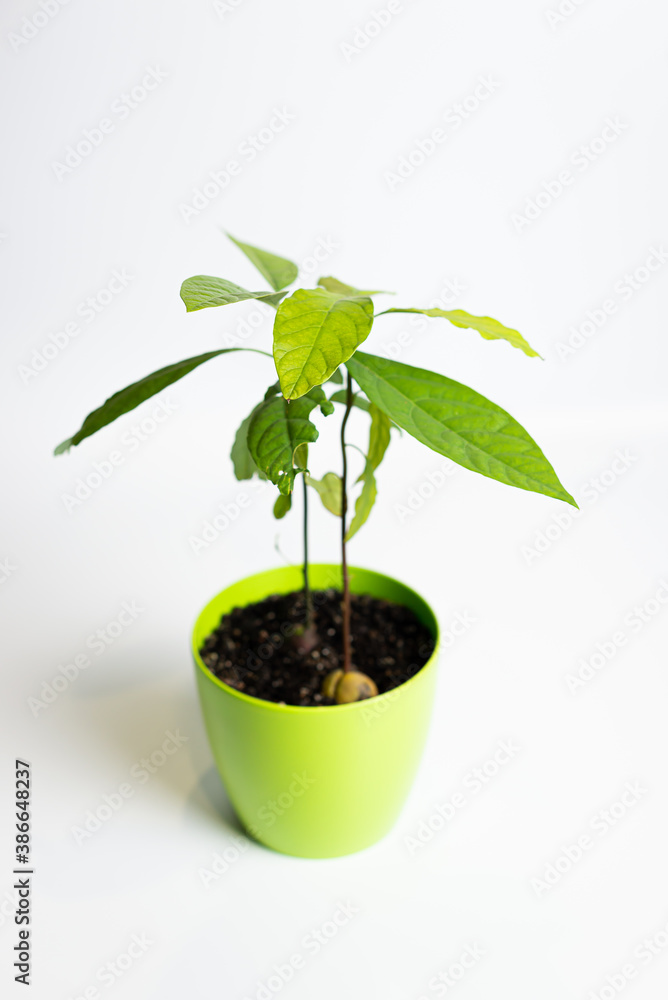 Avocado in a pot. Growing an avocado from a seed Avocado in a pot. Growing an avocado from a seed