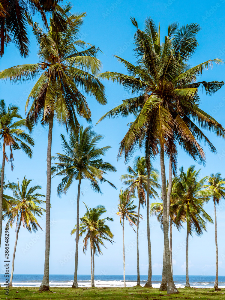 A large grove of palm trees, surrounded by green foliage, growing in the white sand beach next to the ocean in Mexico, with the brilliant blue sky and clouds in the background.