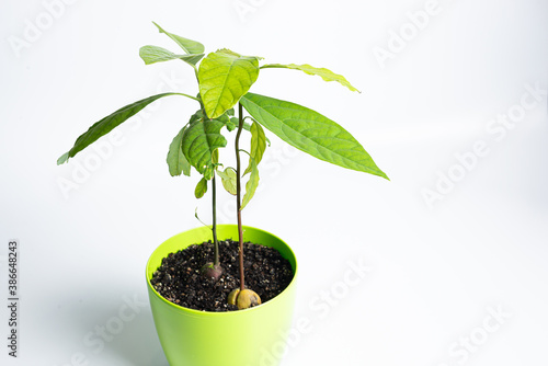 Avocado in a pot. Growing an avocado from a seed
