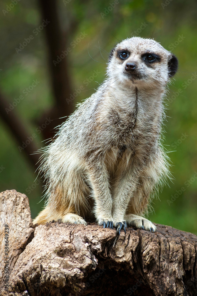 Fototapeta premium Suricata suricatta standing position on a rock