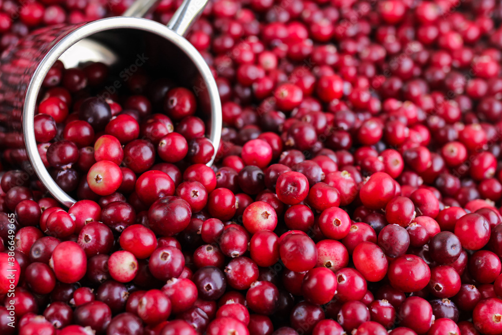 Ripe fresh cranberries with stainless steel mug as natural, food, berries background. Selective focus. Ripe fresh cranberries with stainless steel mug as natural, food, berries background. Selective focus.