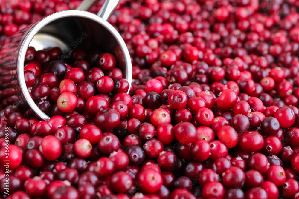 Ripe fresh cranberries with stainless steel mug as natural, food, berries background. Selective focus.