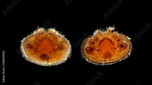 Parasitic mite Varroa under the microscope. Family: Varroidae. Lives on Apis honey bees, causing varroatosis. Causes developmental defects photo