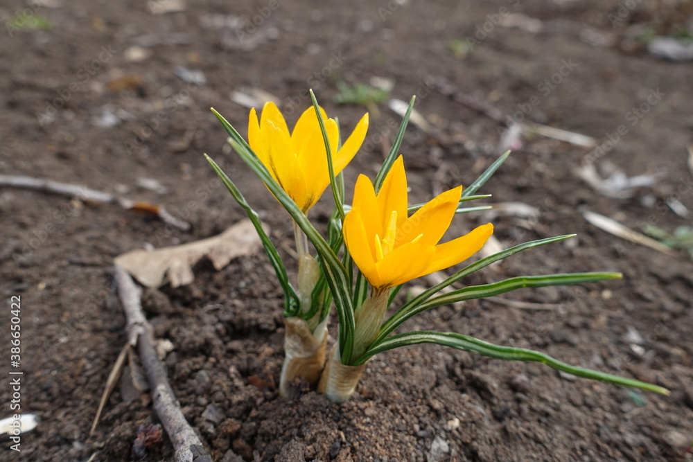 Closeup of two amber yellow flowers of crocuses in March Closeup of two amber yellow flowers of crocuses in March