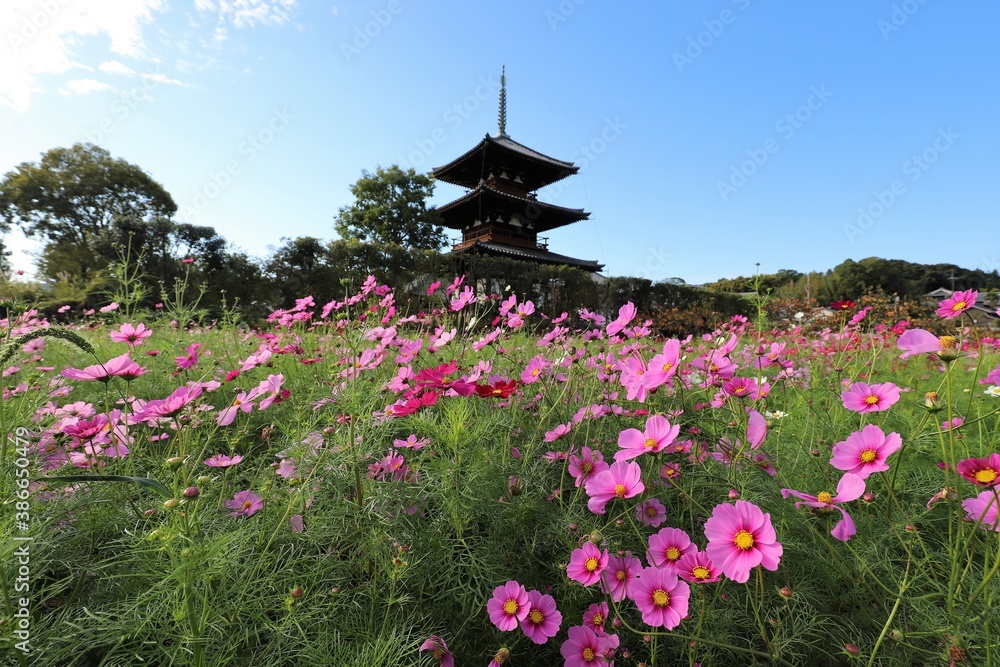 三重塔とコスモス畑