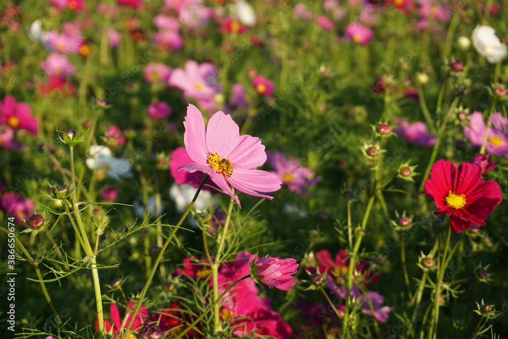 秋の公園の散歩