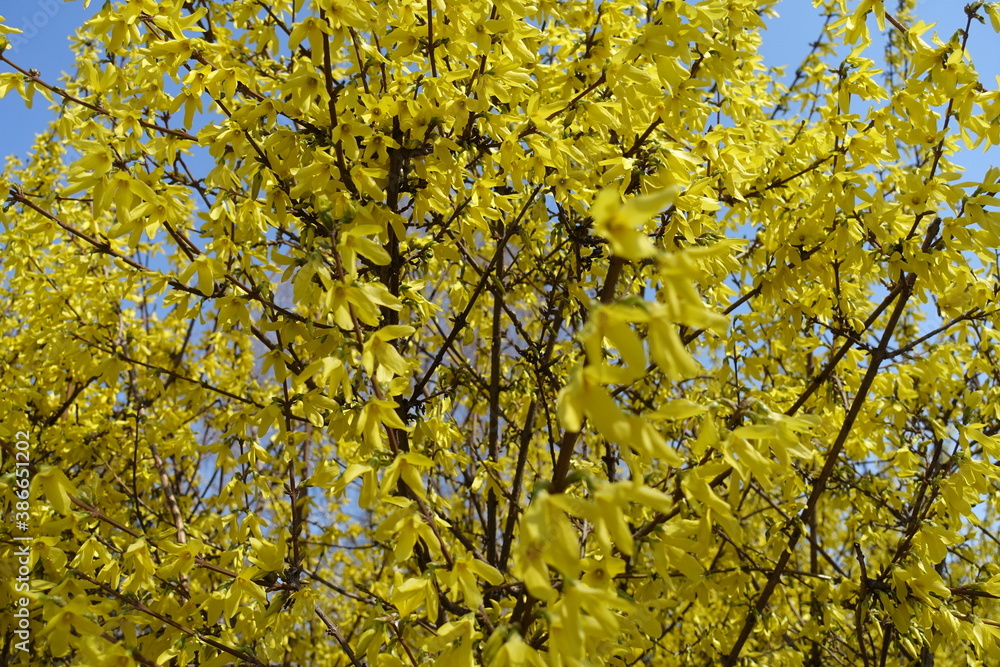 Plenty of yellow flowers of forsythia in April